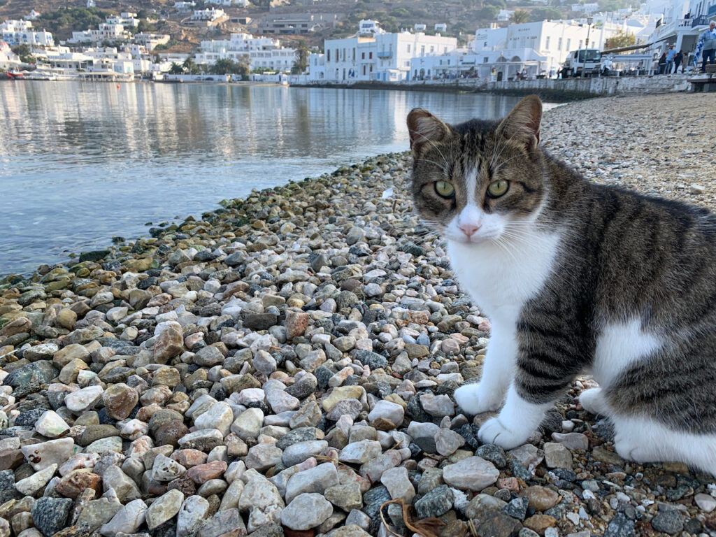 greciaygatitos